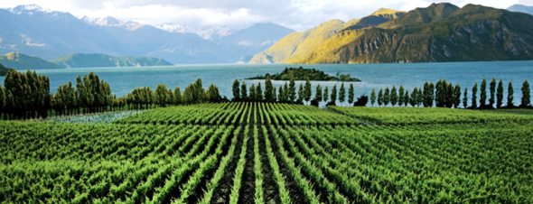 New Zealand winery